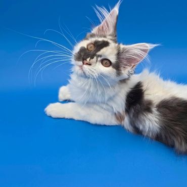 A fluffy cat with unique black and white markings lying on a blue surface.