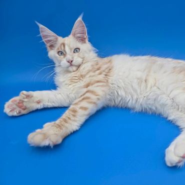 Fluffy cream-colored cat with striking blue eyes lying on a blue background.