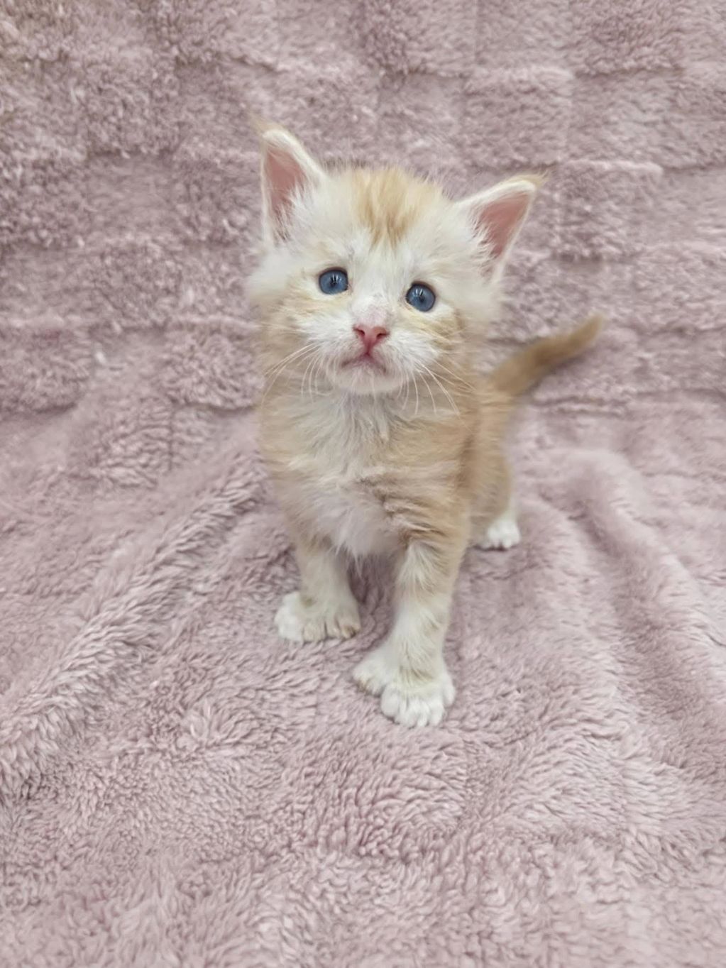 Adorable fluffy kitten with blue eyes on a soft pink blanket.