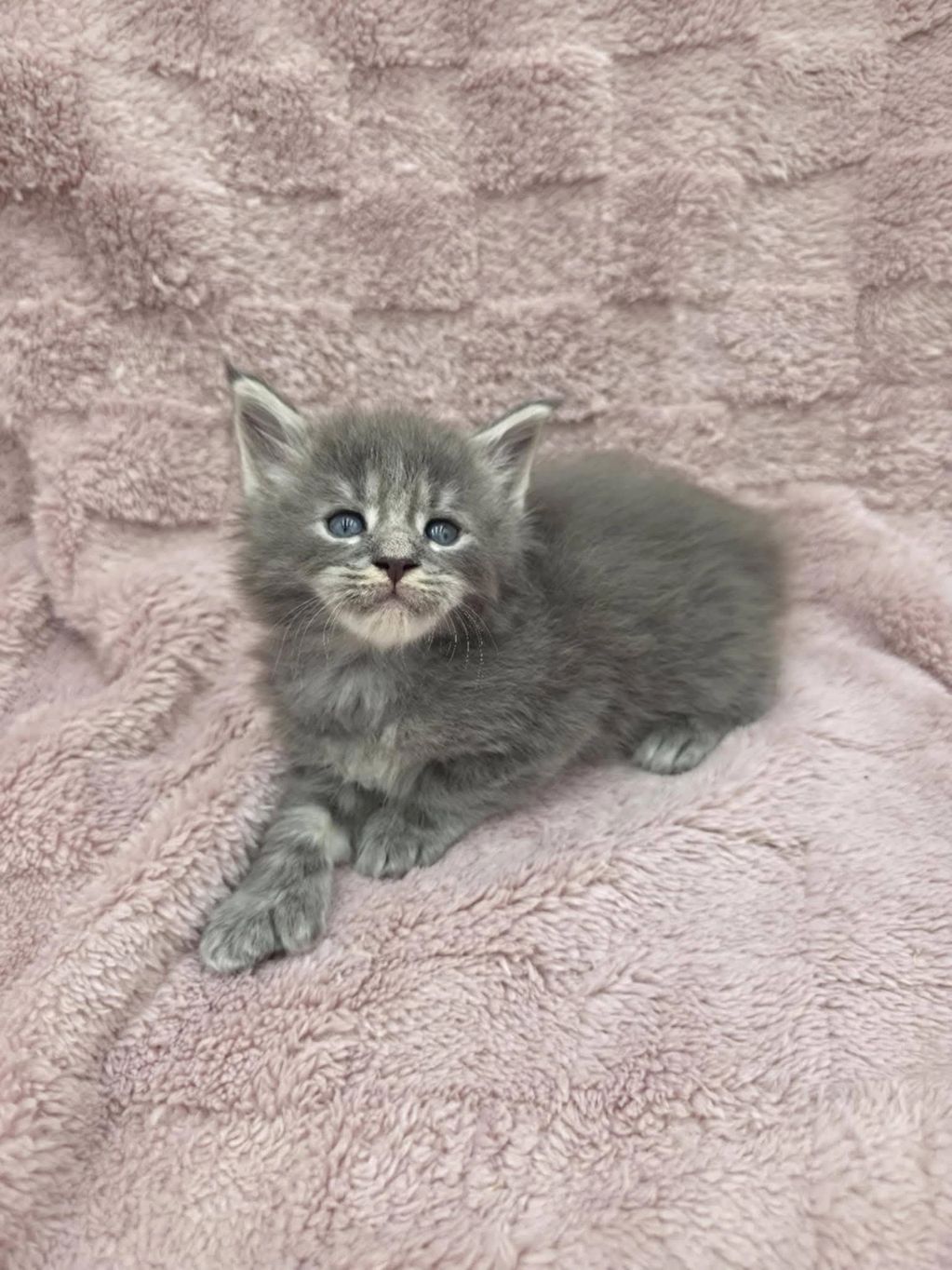 A fluffy gray kitten with blue eyes resting on a soft pink blanket.