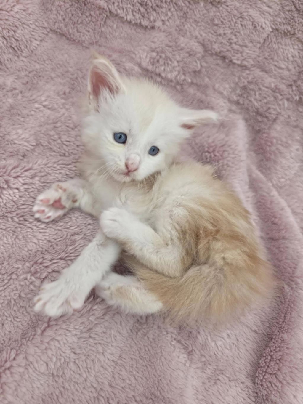Fluffy white and cream kitten with blue eyes resting on a soft pink blanket.