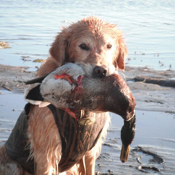 I cannot say enough about my beloved Maverick.  He was my heart dog.  An excellend