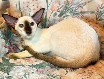 A Siamese cat with large ears resting on a floral blanket.