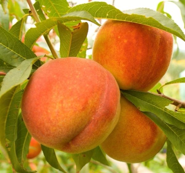 Peach Trees