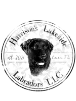 Harrison's Lakeside Labradors