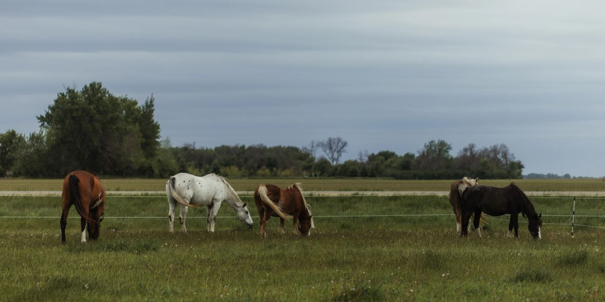 Five horses grazing in a green field under a cloudy sky.