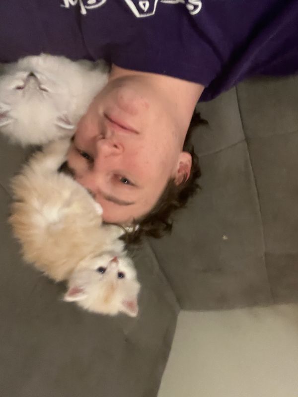 Person lying on a couch with two fluffy kittens on their head and shoulder.