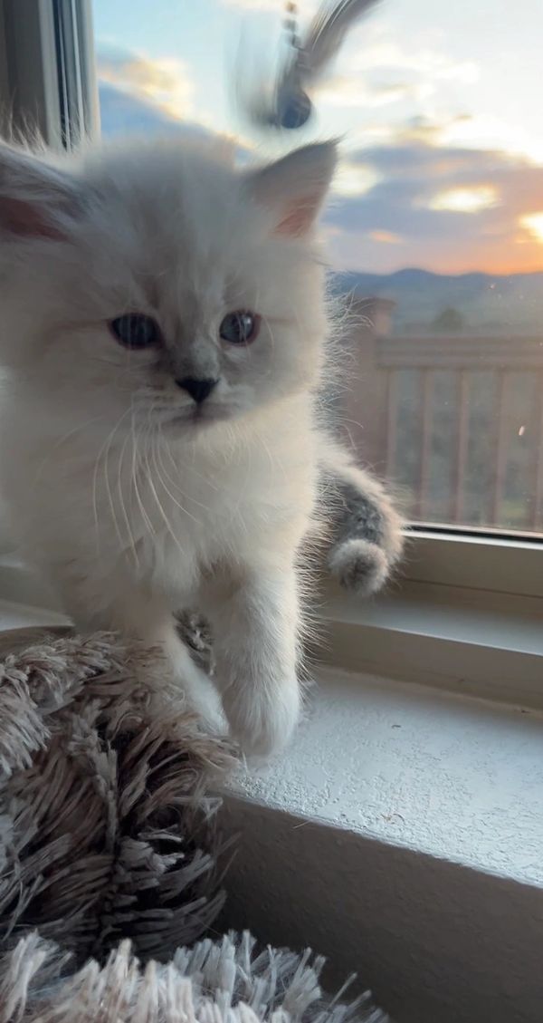Fluffy white kitten by the window at sunset.