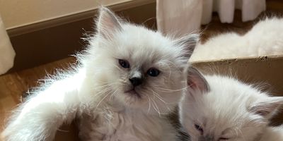 Camila's current  litter