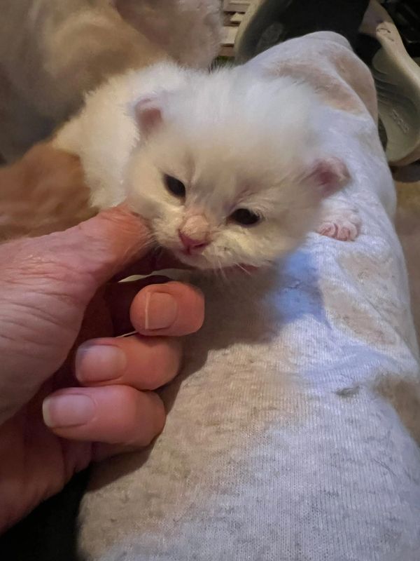 A tiny white kitten gently biting a person's finger while sitting on their lap.