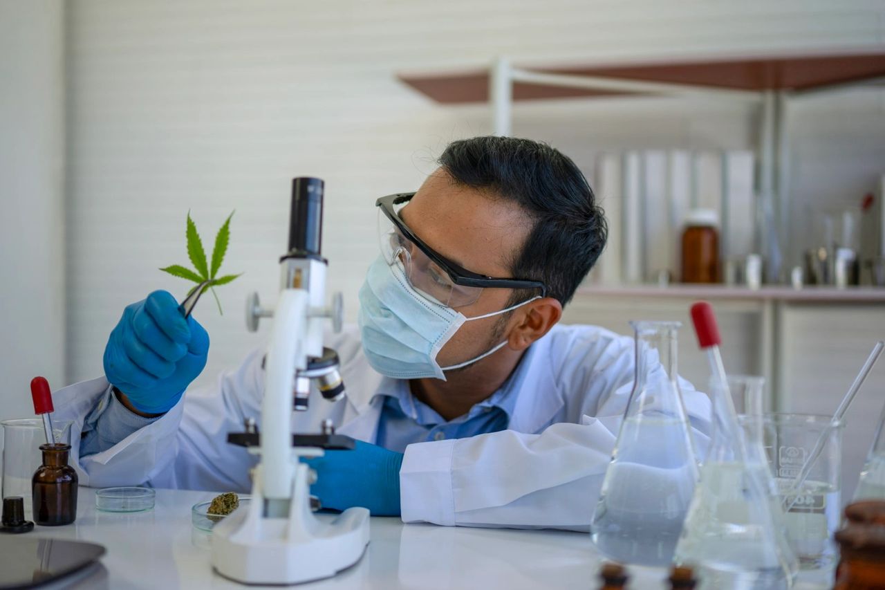 A professional laboratory technician wearing a white lab coat and safety goggles carefully examines medical and recreational cannabis samples in a state-of-the-art testing facility in Albuquerque. The technician is conducting quality assurance tests on cannabis flower, concentrates, and edibles to ensure compliance with New Mexico cannabis laws. Advanced equipment, including chromatography machines, is used to measure THC percentages, CBD content, and detect contaminants. This image highlights the rigorous lab-testing process for lab-certified marijuana sold at licensed dispensaries in Albuquerque, ensuring safe cannabis purchases for both recreational users and medical marijuana patients seeking high-CBD strains for chronic pain or PTSD treatment. A professional laboratory technician wearing a white lab coat and safety goggles carefully examines medical and recreational cannabis samples in a state-of-the-art testing facility in Albuquerque. The technician is conducting quality assurance tests on cannabis flower, concentrates, and edibles to ensure compliance with New Mexico cannabis laws. Advanced equipment, including chromatography machines, is used to measure THC percentages, CBD content, and detect contaminants. This image highlights the rigorous lab-testing process for lab-certified marijuana sold at licensed dispensaries in Albuquerque, ensuring safe cannabis purchases for both recreational users and medical marijuana patients seeking high-CBD strains for chronic pain or PTSD treatment.