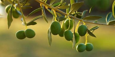 Green and healthy olives in a super intensive bush olive trees plantation