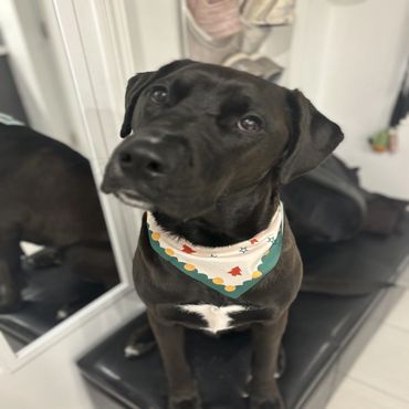 A black dog wearing a colorful bandana sitting indoors.