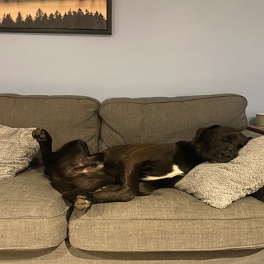 A black dog lying comfortably on a couch with its head on a pillow.