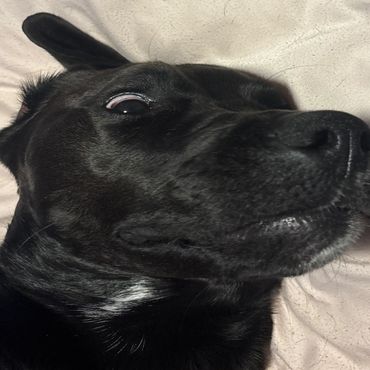 Close-up of a black dog lying on a light-colored blanket with a curious expression.