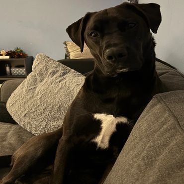Black dog lounging comfortably on a gray couch with cushions.