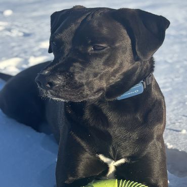Black dog lying in snow with a green toy ring.