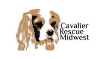 Illustration of a Cavalier King Charles Spaniel with the text 'Cavalier Rescue Midwest'.