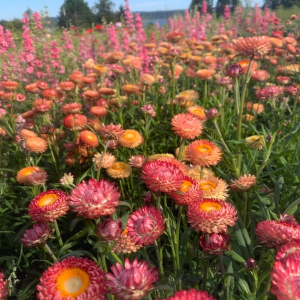 strawflower