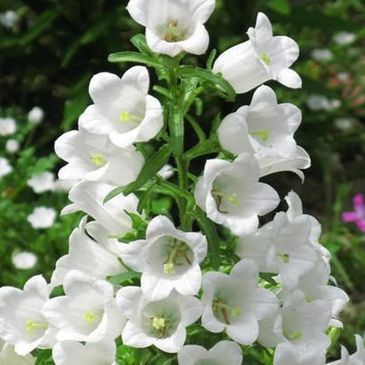 Campanula  is the type genus of the Campanulaceae family of flowering plants. Campanula are commonly