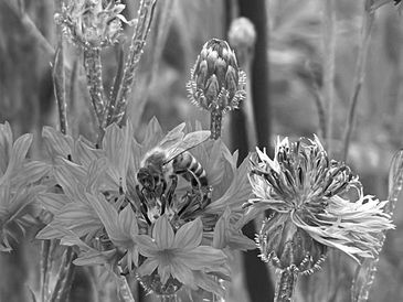 A honeybee in a wildflower