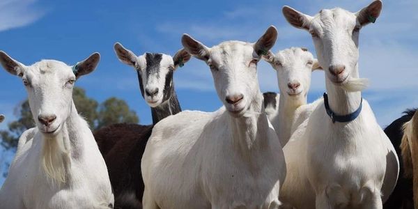 Premium Australian Dairy Goats