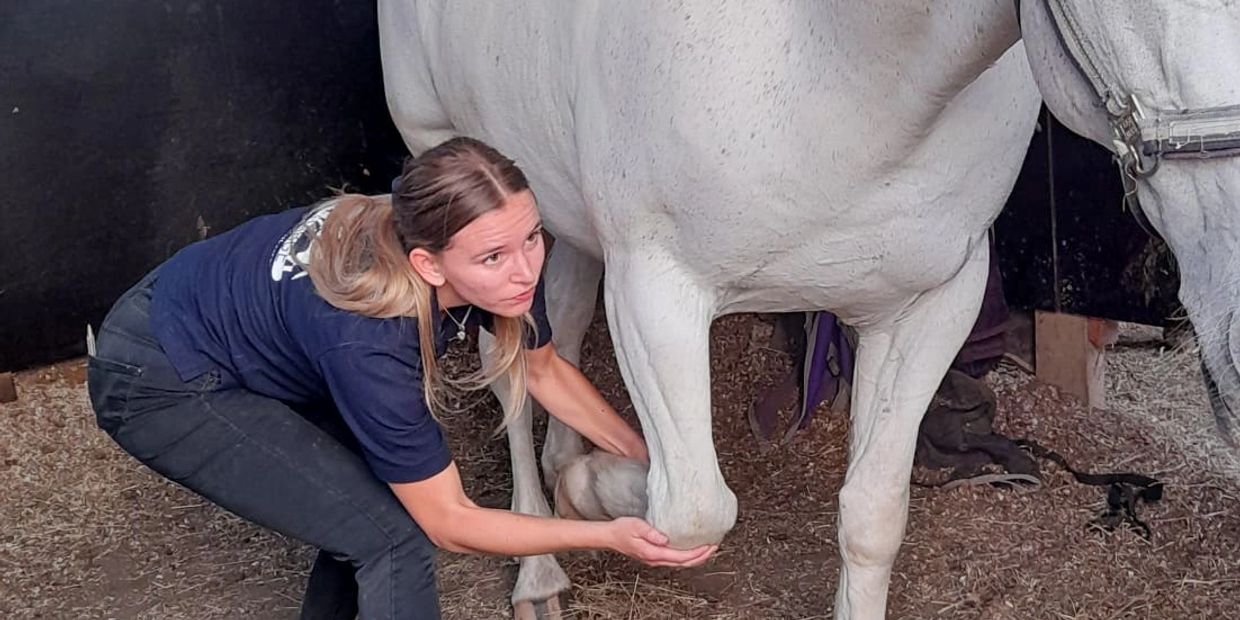 Equine physiotherapy rehabilitation Colchester Braintree Essex