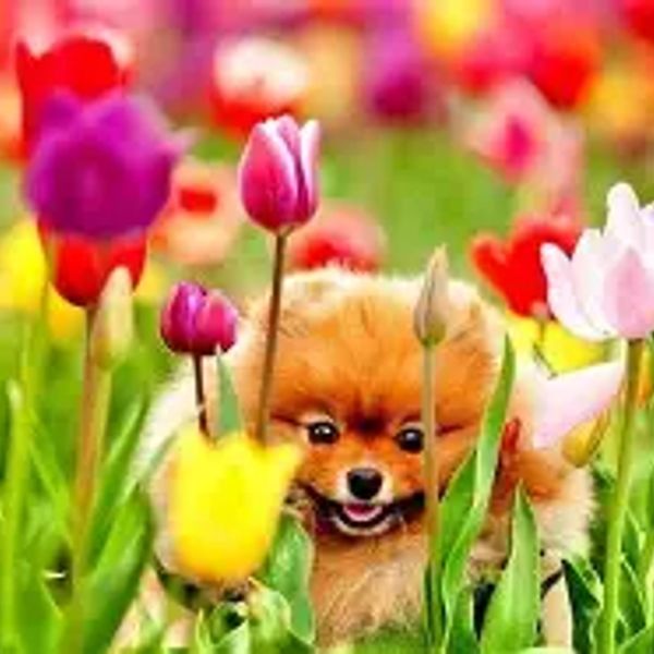 A fluffy dog peeks through colorful tulips in a vibrant garden.