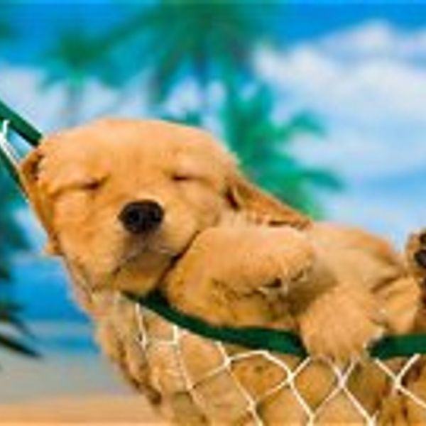 Dog relaxing
