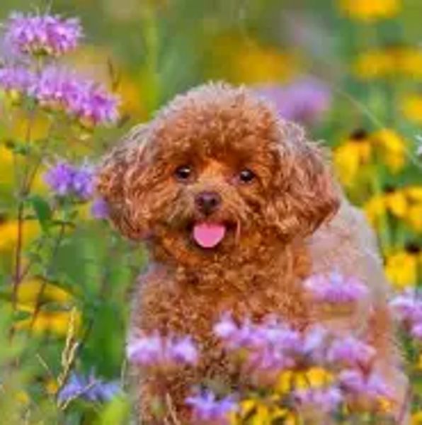 Curly brown dog with tongue out among colorful flowers.