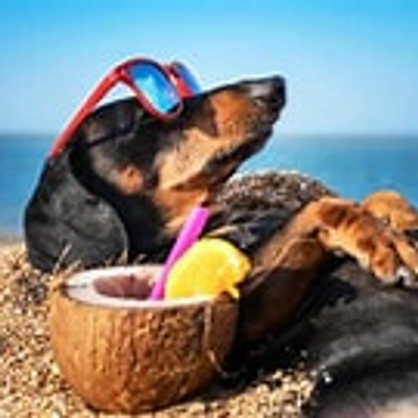 And dog relaxing
