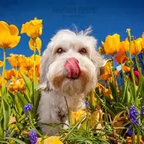 White dog licking nose among yellow flowers under blue sky.