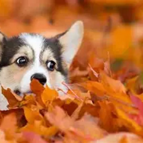 SIBERIAN HUSKY cat