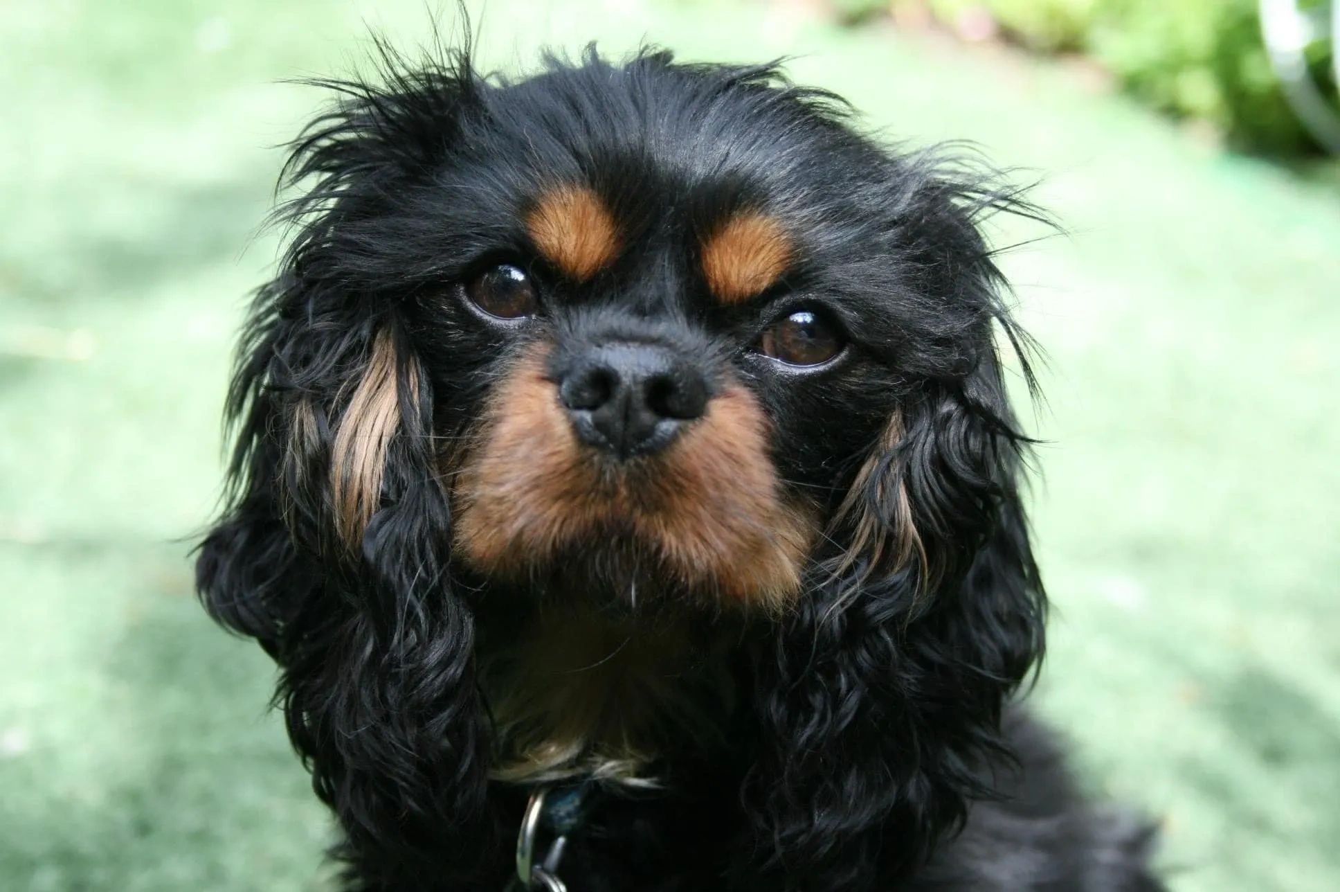 Information Resources Melbourne EyeVet