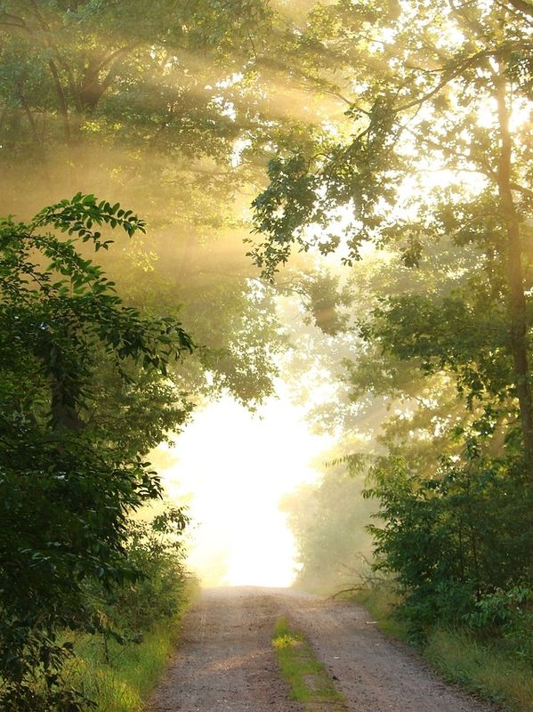 beautiful lit pathway