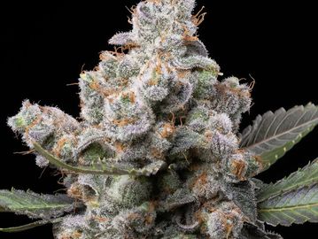 Close-up of a frosty cannabis bud with trichomes and orange pistils.