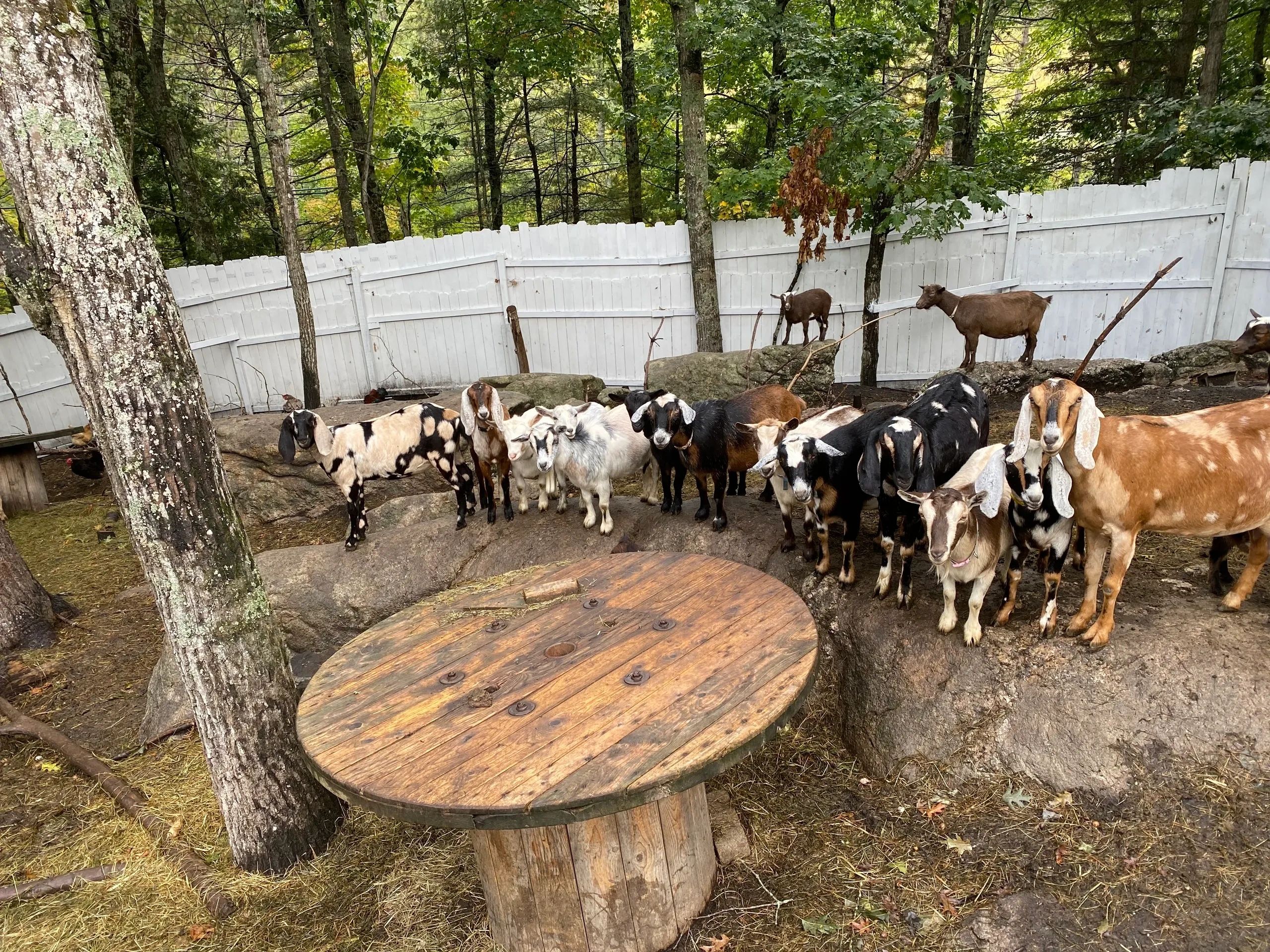 Goats for Sale