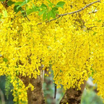 Amaltas