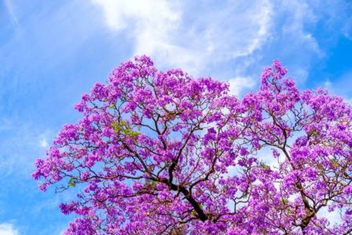 Nupur Tree - Jacaranda