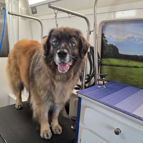 Large fluffy dog standing on a grooming table, looking happy.