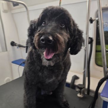 A happy black dog with curly fur sitting indoors.