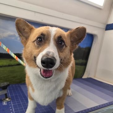 Happy corgi with big eyes inside a vehicle, looking at the camera.