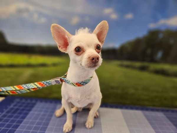 Small white Chihuahua dog with large ears sitting on a blue mat outdoors.