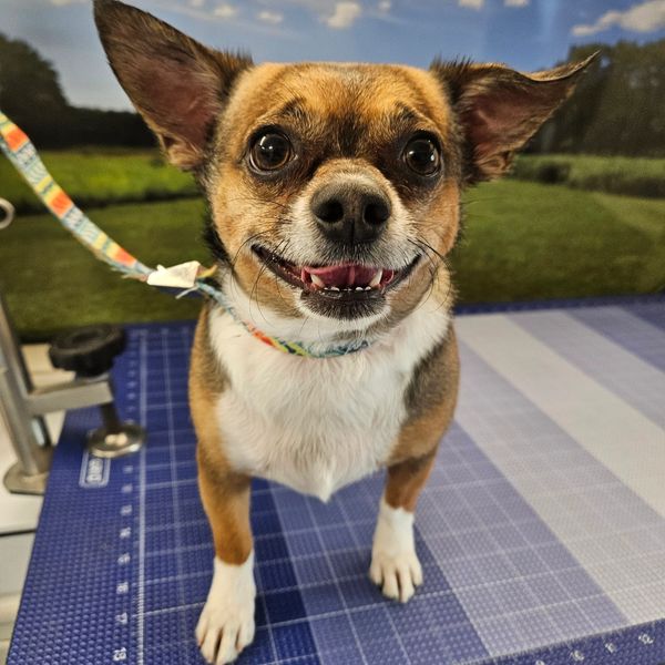 Happy small dog with big ears standing on a mat, looking at the camera.