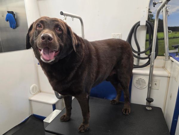 Happy chocolate Labrador standing on grooming table indoors.