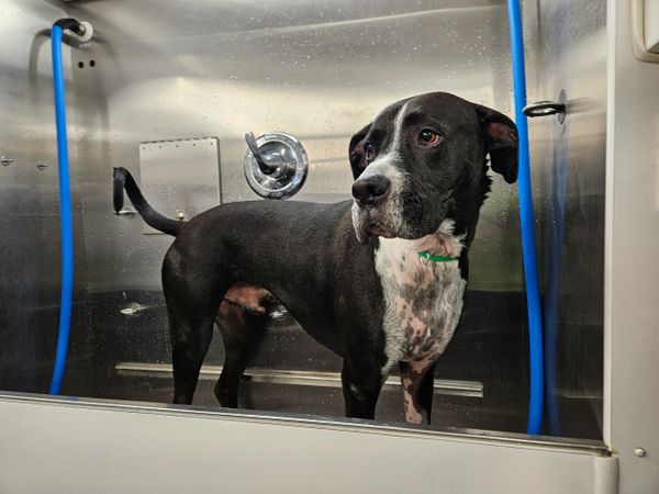 Black and white dog standing inside a grooming or washing station.