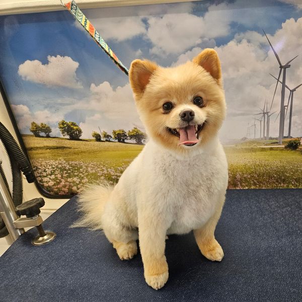 Happy Pomeranian dog sitting indoors with a scenic backdrop.
