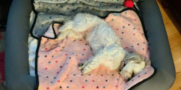 Overnight Dog Boarding
dog 