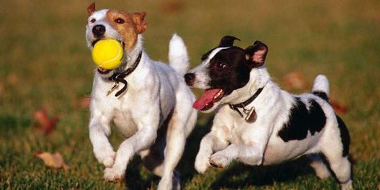 A two dog running on the garden and one dog hold the ball on the mouth