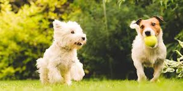 Doggie Daycare
Dog Daycare